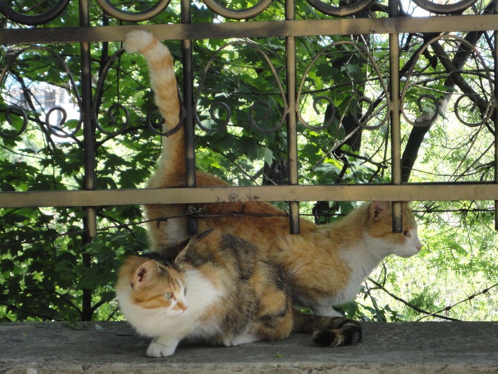 Photo #8764890