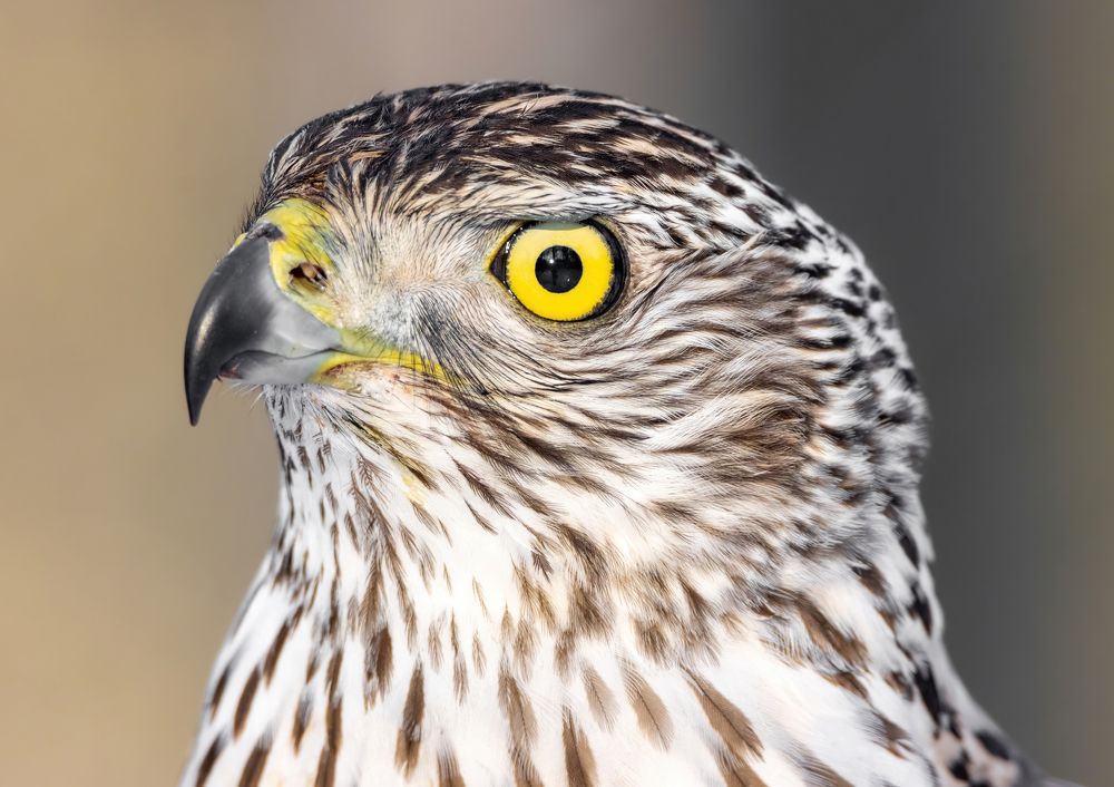 Goshawk
