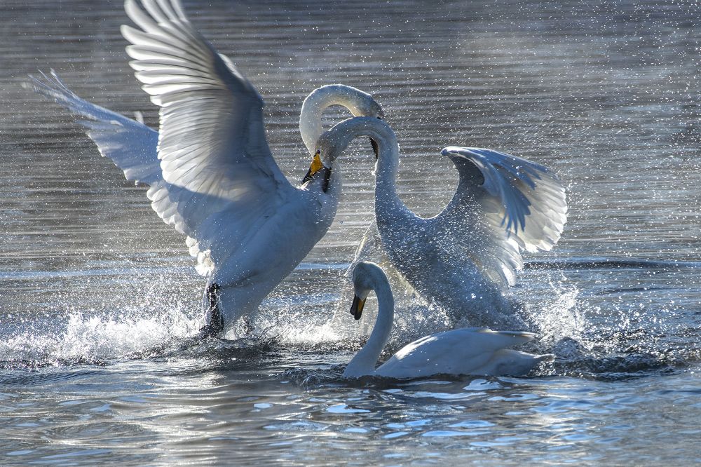 Решающая схватка!