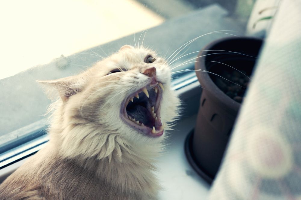 Photograph by Михаил Денисенко