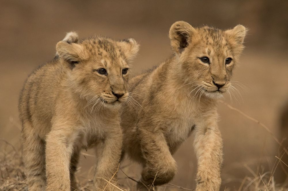 Cubs of Asiatic Lion.