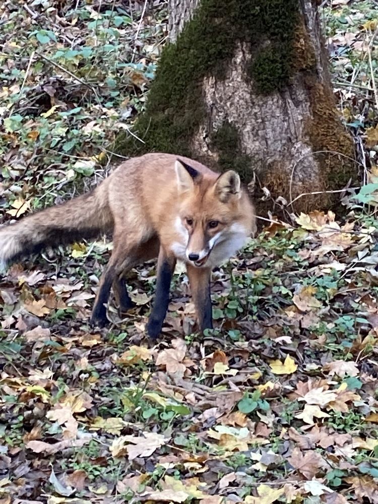 A fox who wants to communicate. Лиса, которая хочет общаться.