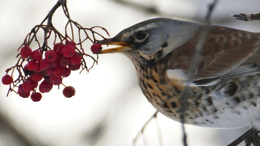 Photograph by Александр Кизим