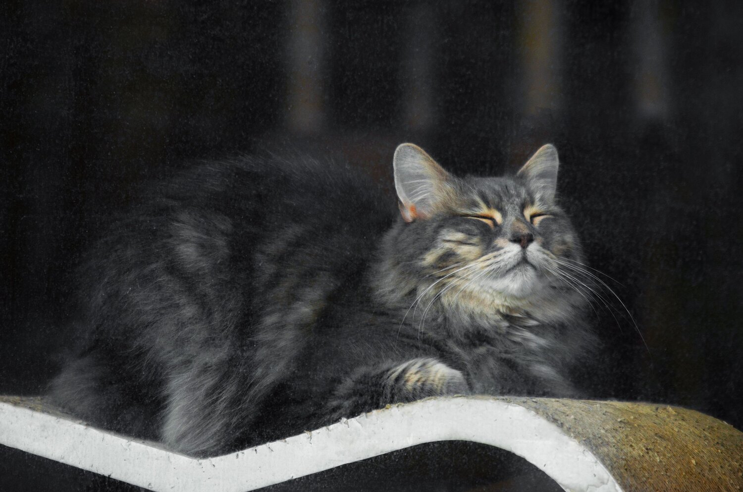 Photo #8766070