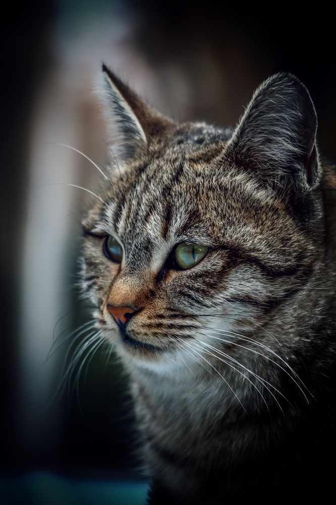 Photograph by Mahdi Reihani Bozorg