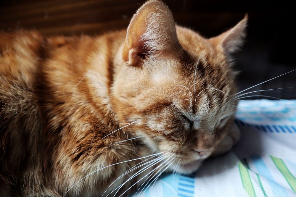 Photograph by Aytana Avila Vidalon