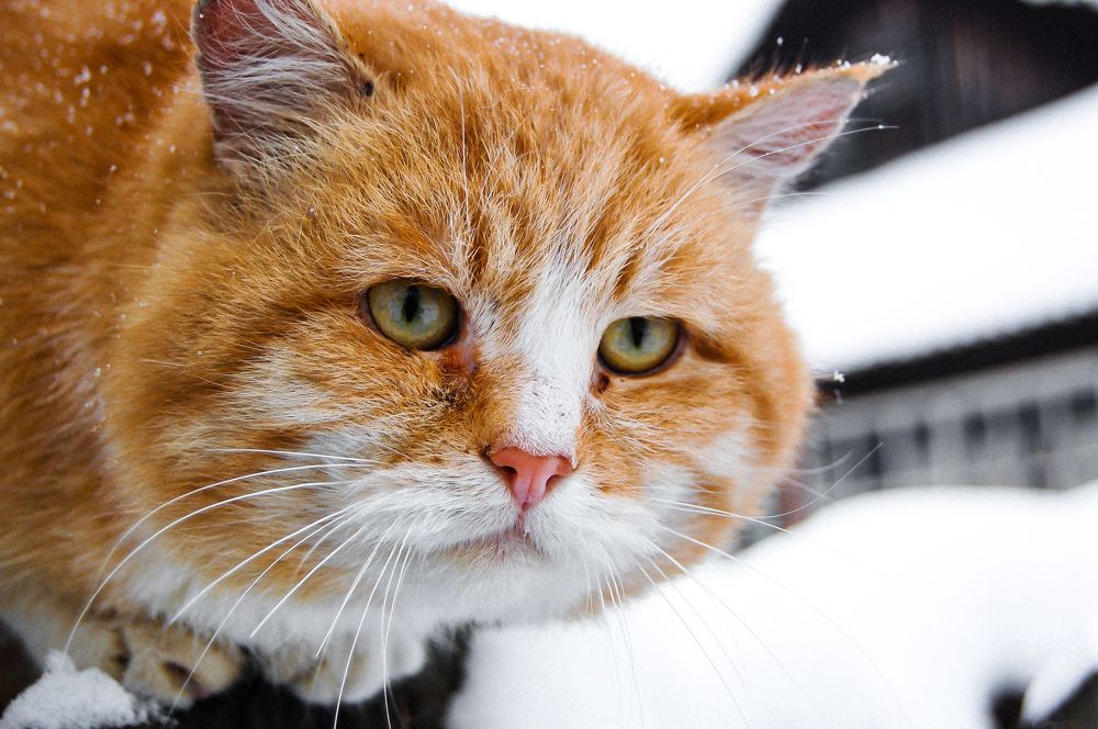 Photograph by Юрий Киреичев