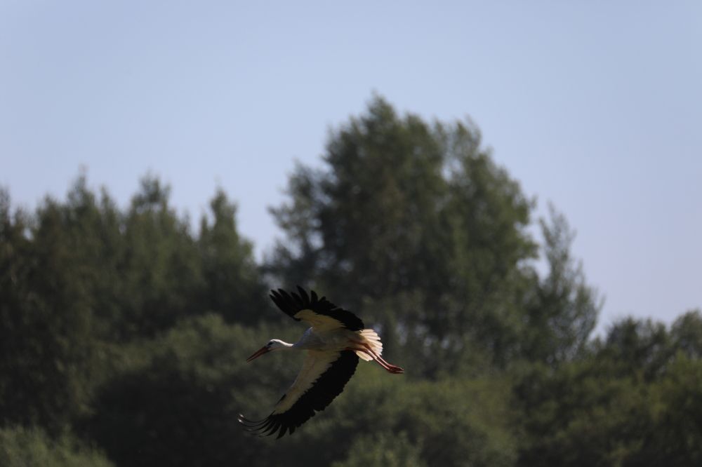 Облет окрестностей