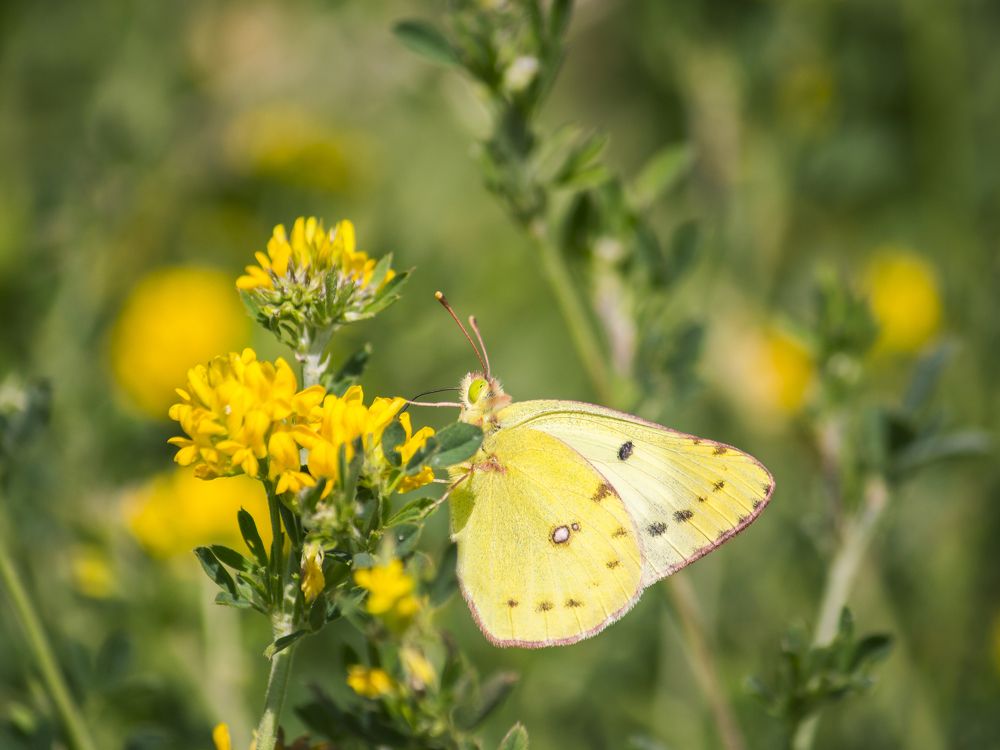 Photograph by Юлия Серазетдинова