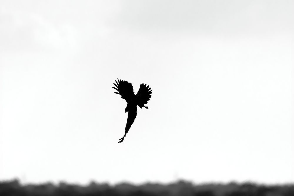 Photograph by Aishik Das