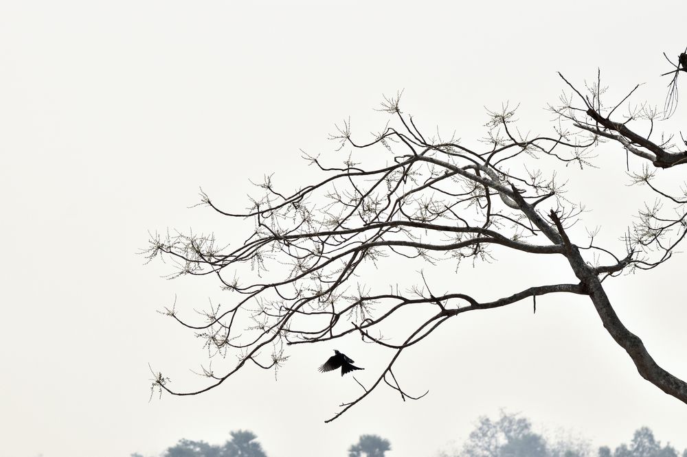 Photograph by Aishik Das