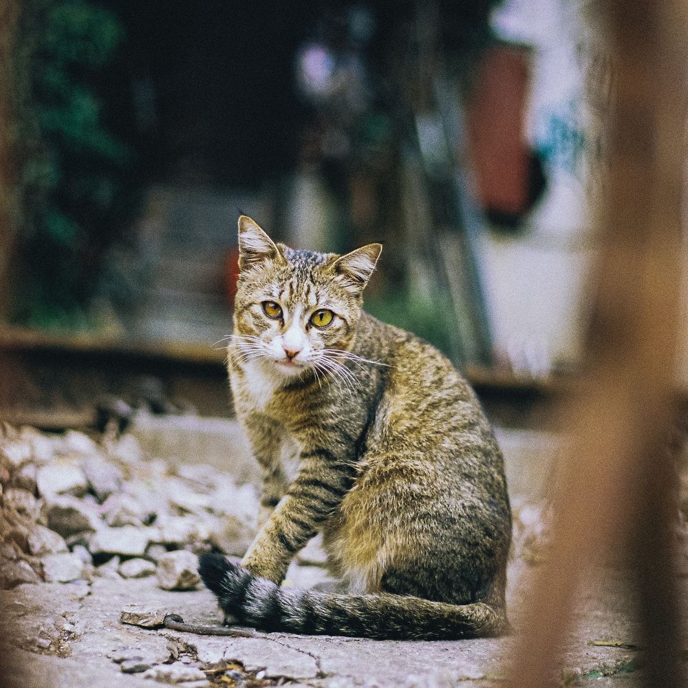 Фотография автора An Nguyen Quoc