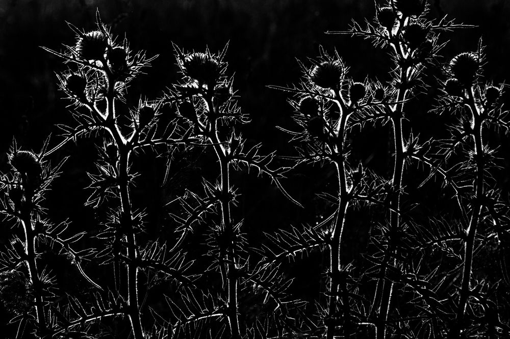 Photograph by Алексей Королев