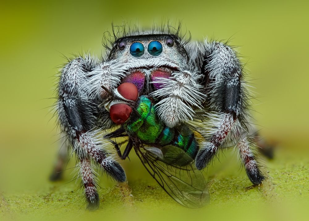 Young female Phidipus and prey