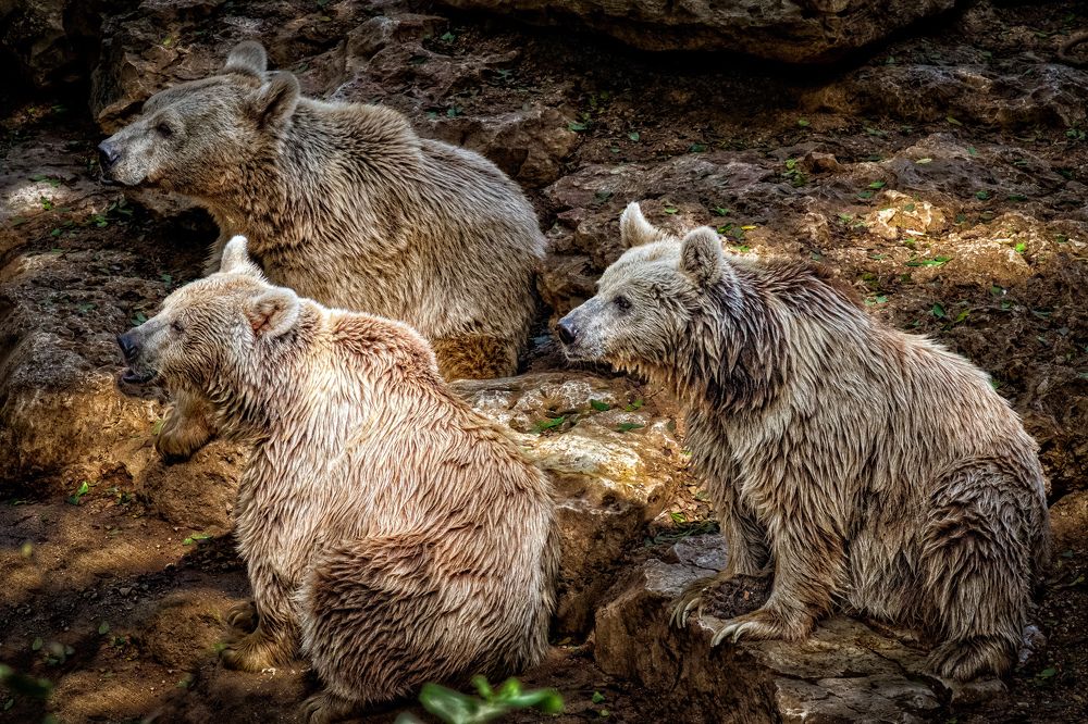 Photograph by Maxim Polak