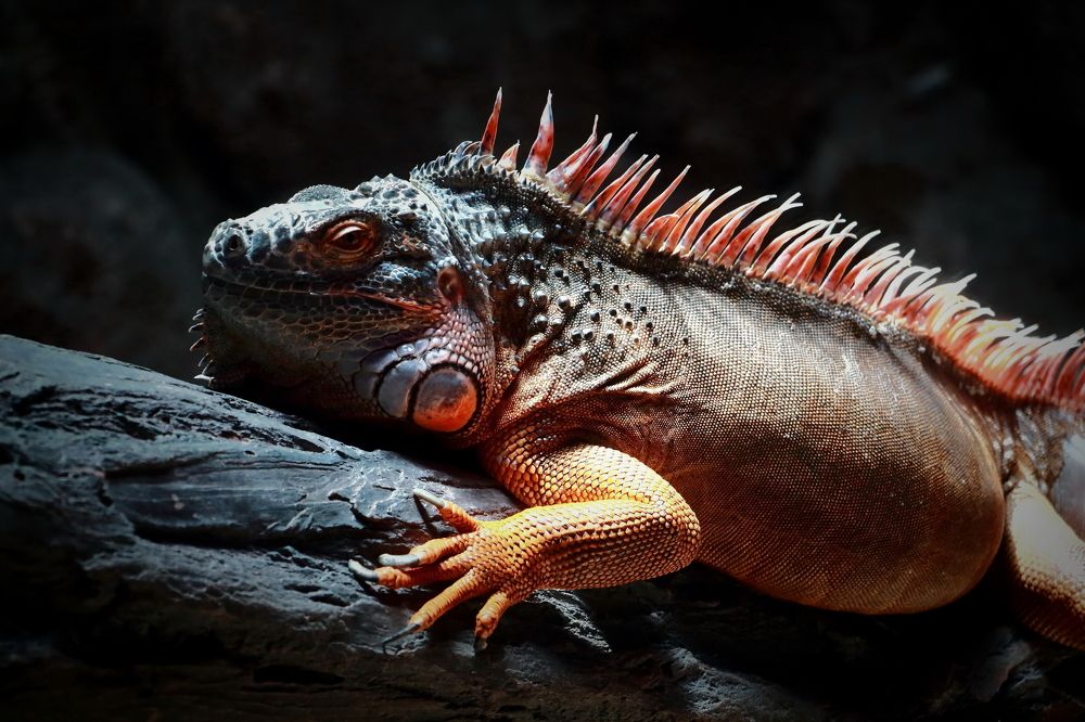 Photograph by Mahdi Reihani Bozorg