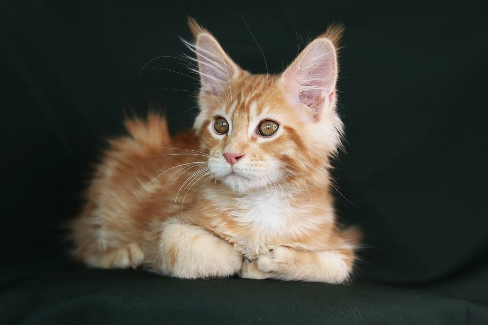 Photograph by Марина Савченко