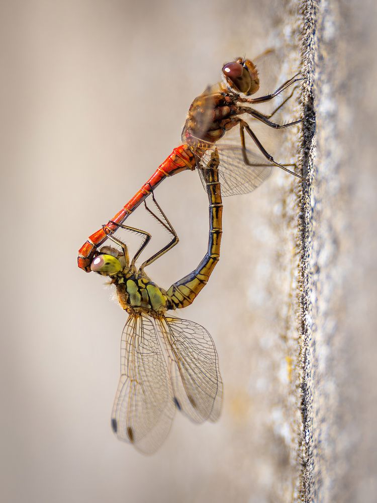 Photograph by Дина Нестеркова