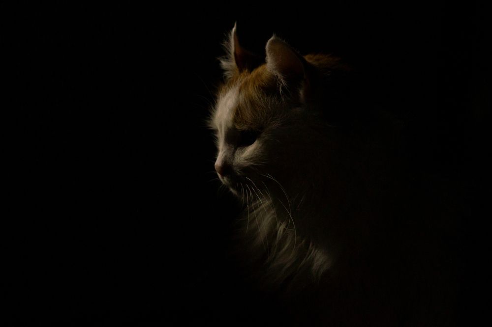 Photograph by Ilyin Evgeny