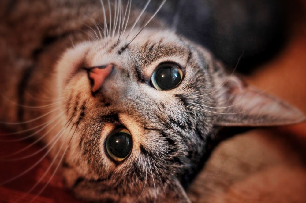 Фотография автора Jozef Valenta