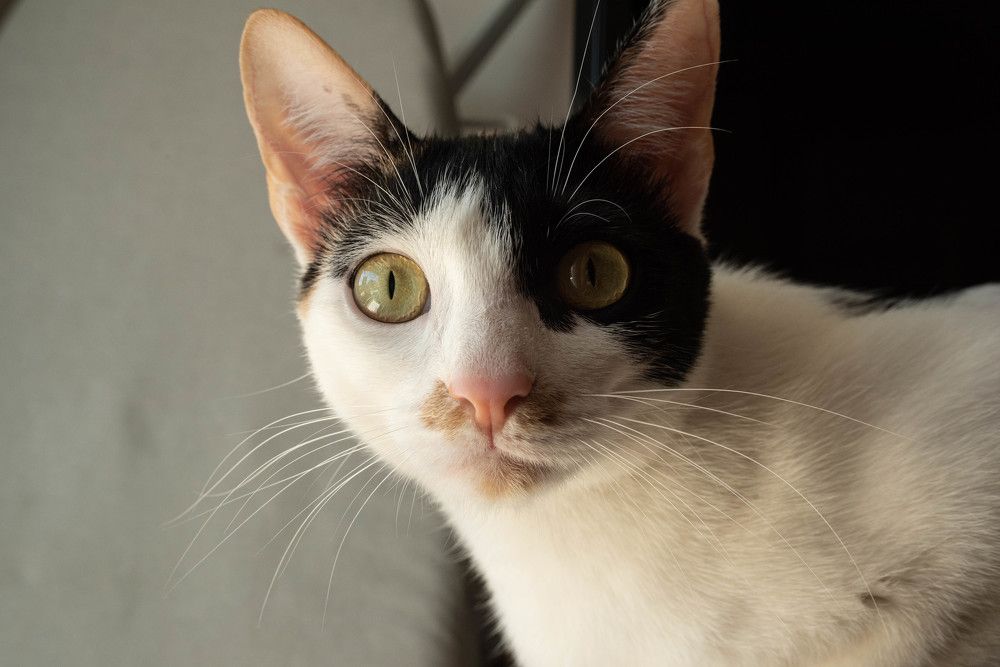 Фотография автора DIMITRIS MPAZIOTOPOULOS