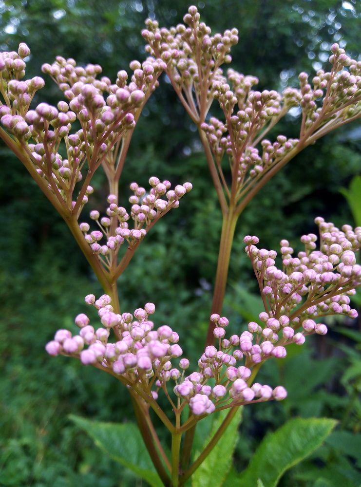 Photograph by Юлия Волобуева