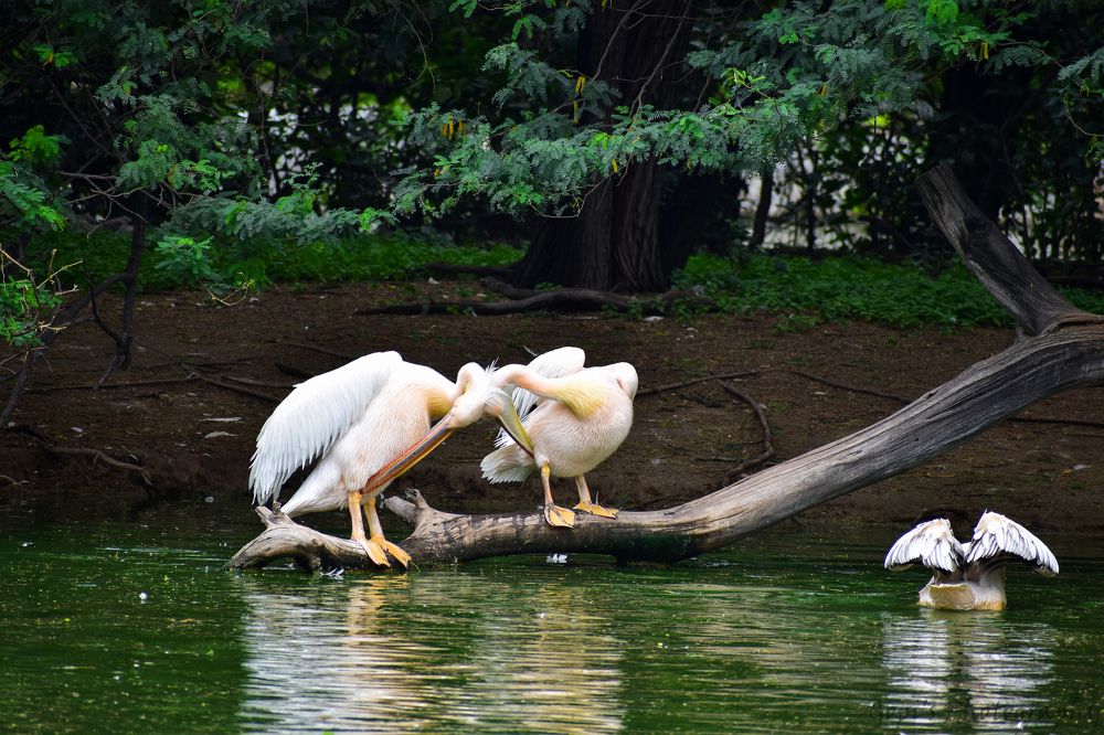 Photograph by Gopinath M