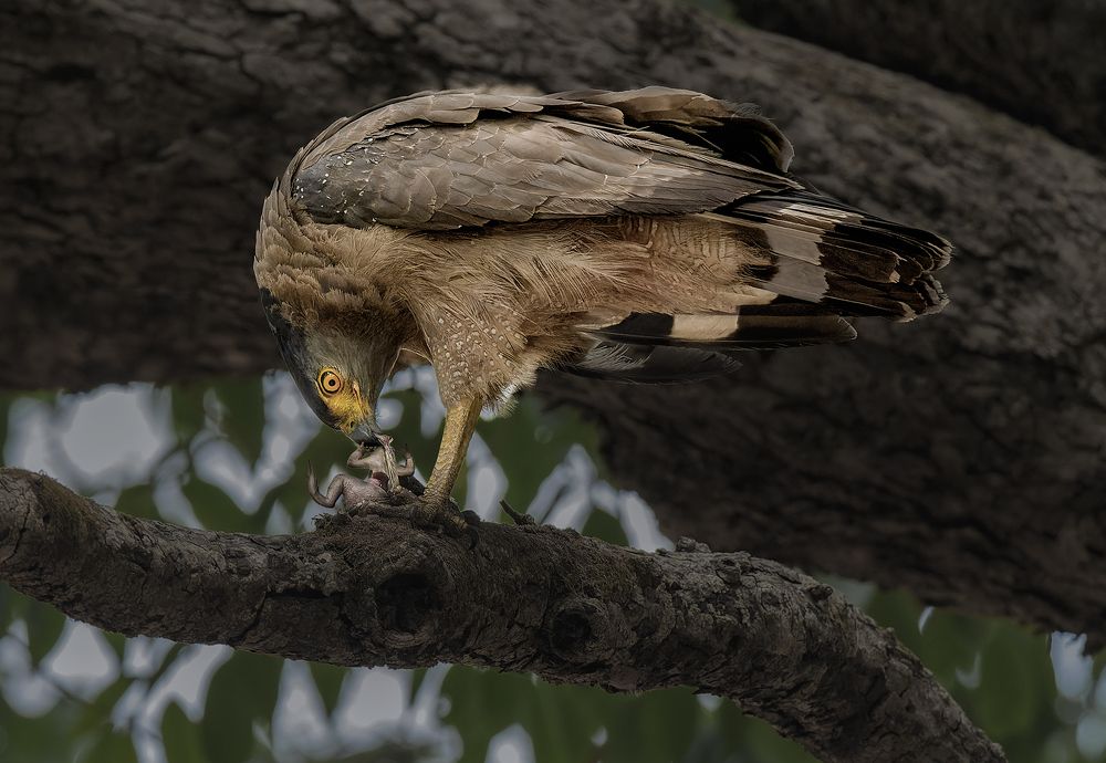 Фотография автора BISWAJIT MUKHERJEE