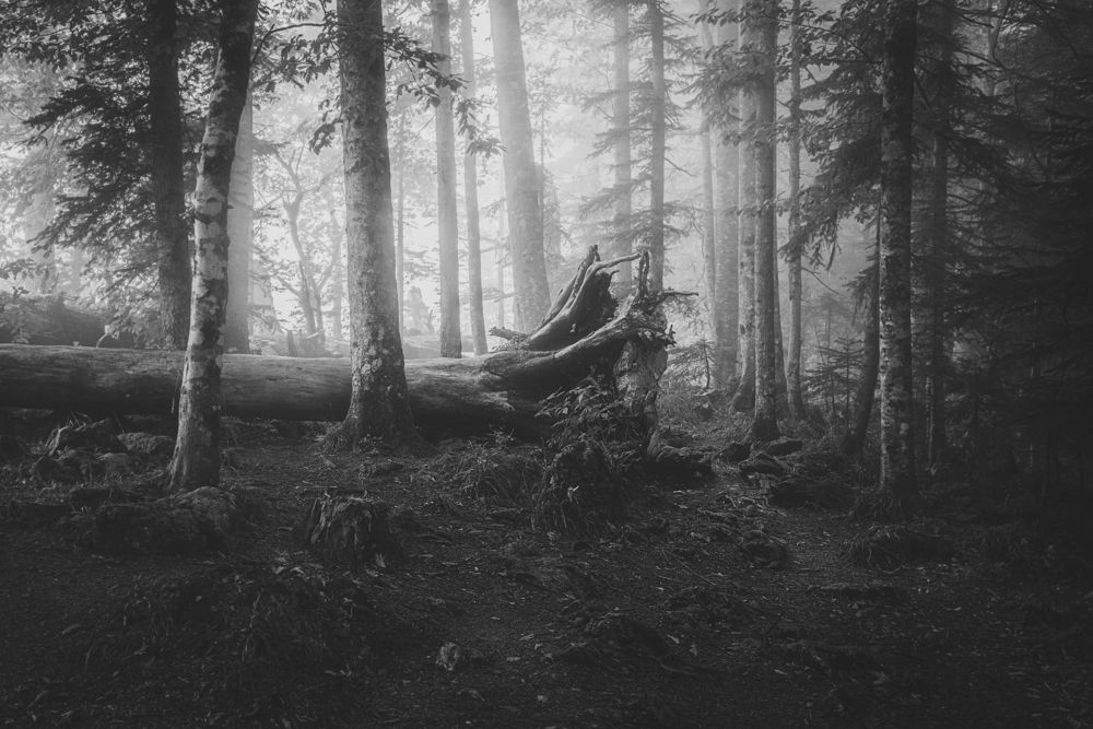 Photograph by Андрей Cоколов