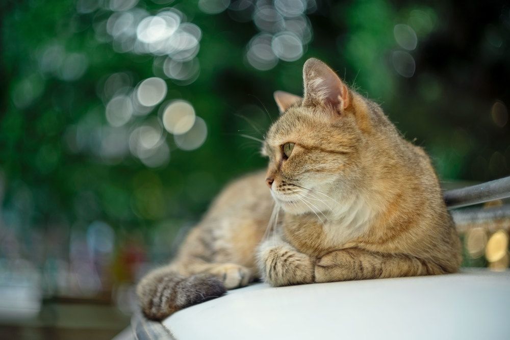 Пришел погреться