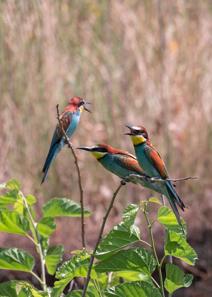 Беседа на троих