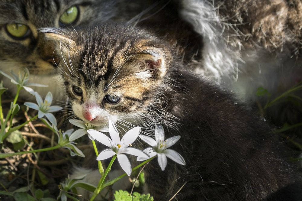 Photograph by Геннадий Чеботарев