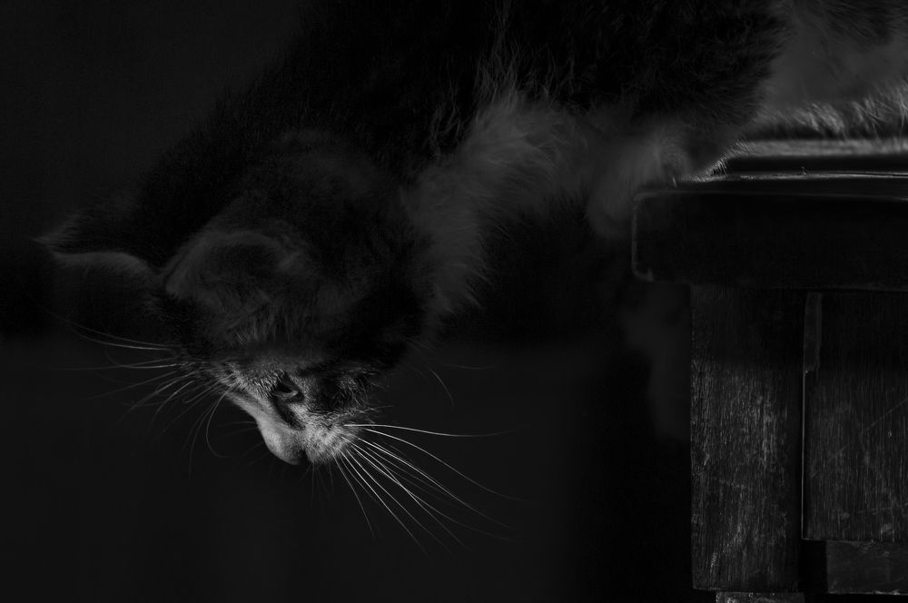 Photograph by Геннадий Чеботарев