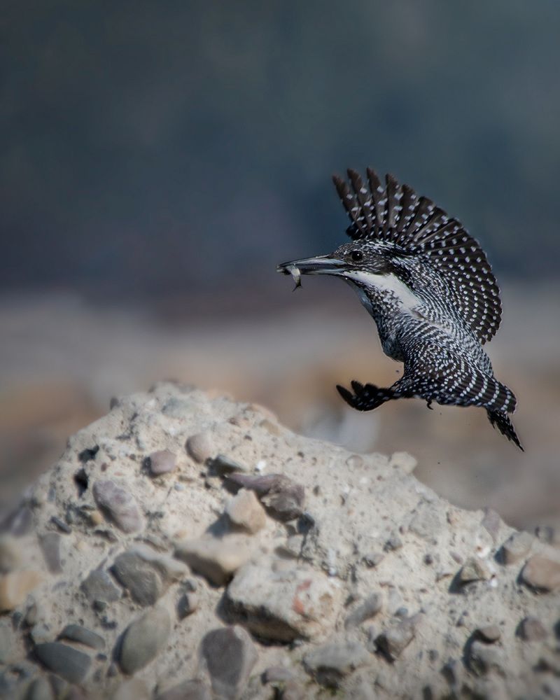 Crested Kingfisher