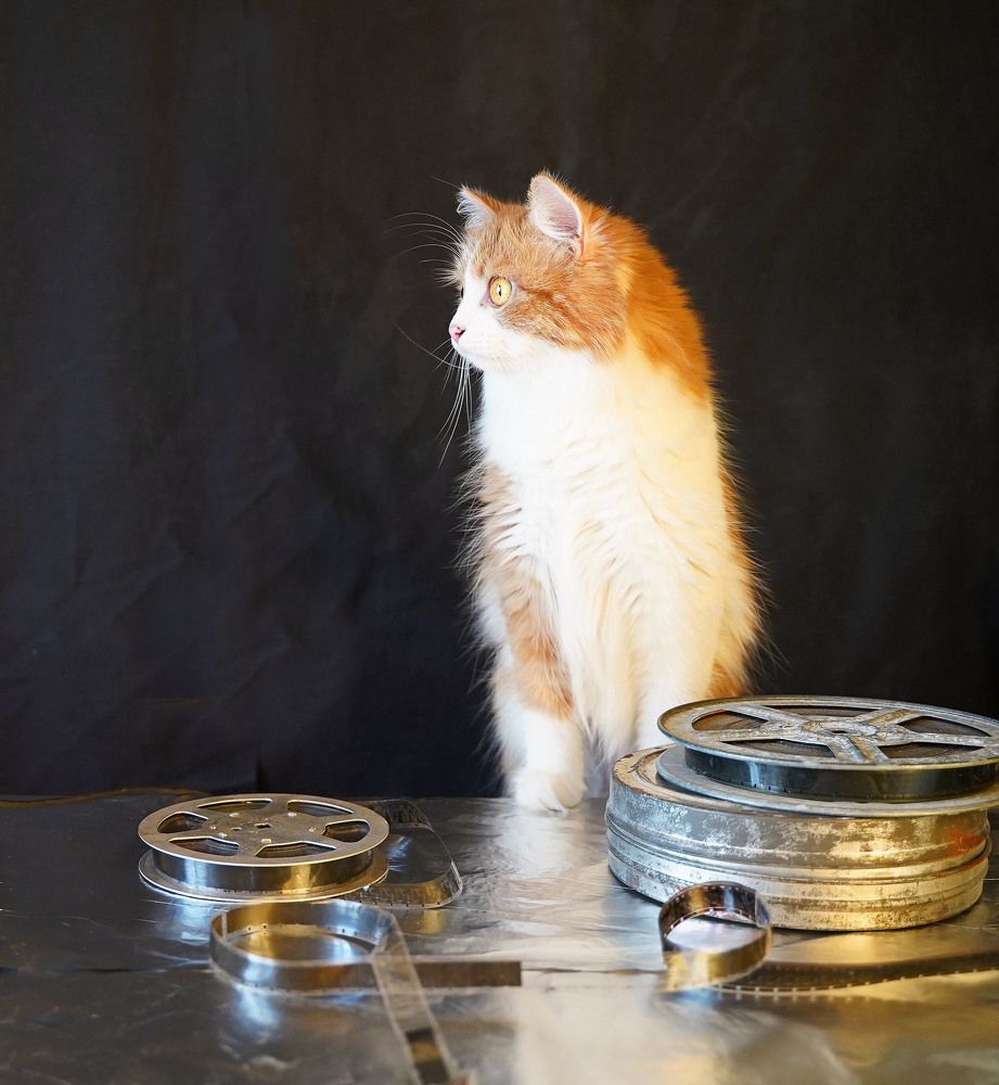 Рыжий Режиссёр