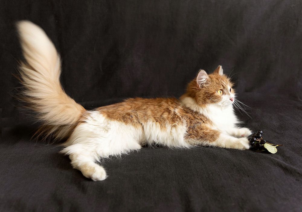 Рыжая модель