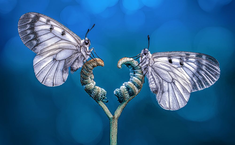 Photograph by Mustafa Öztürk