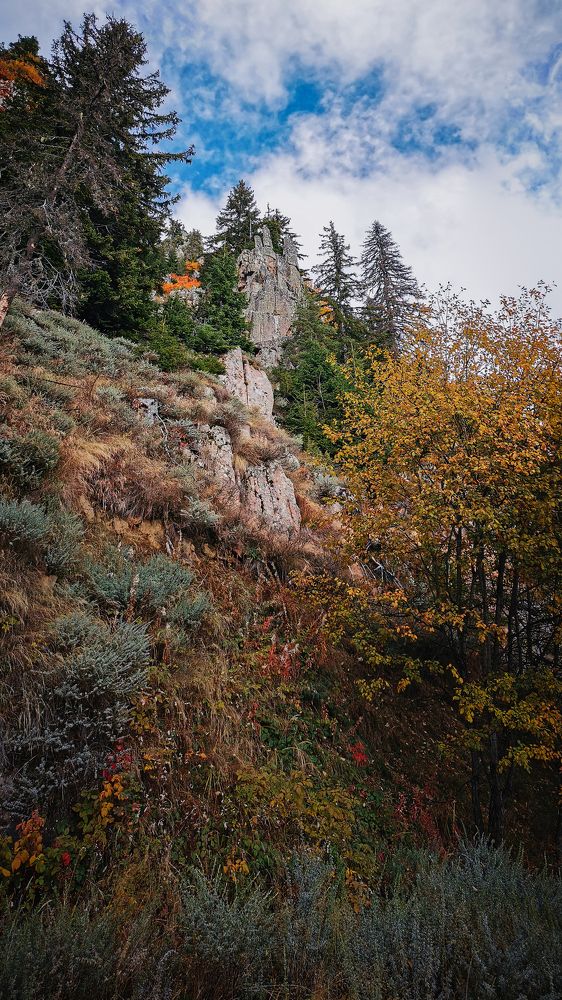 Rhodopean forest climbing the mountain