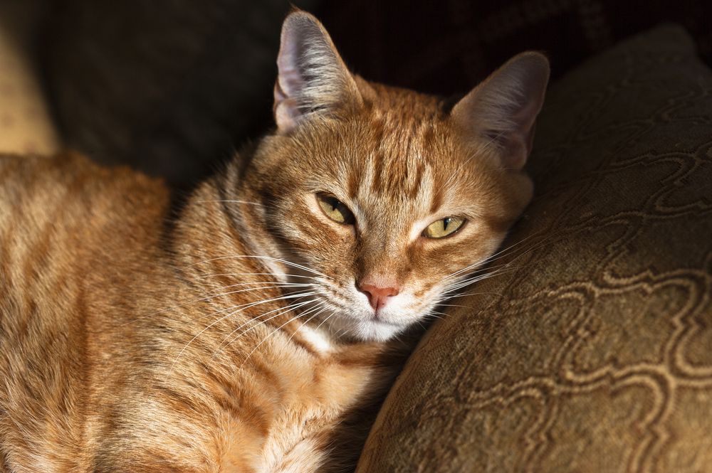 Photograph by JUAN SILVA