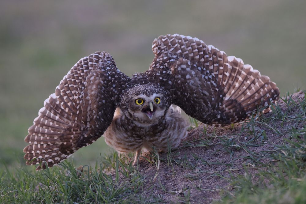 Photograph by SI SABER LOTFI