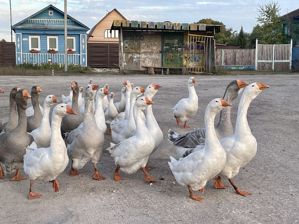 Photograph by Екатерина Шилкина