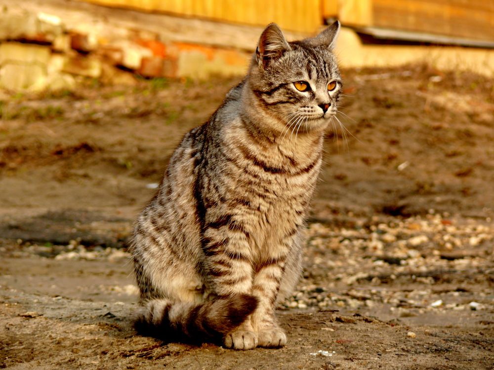 Фотография автора Анатолий Борисов