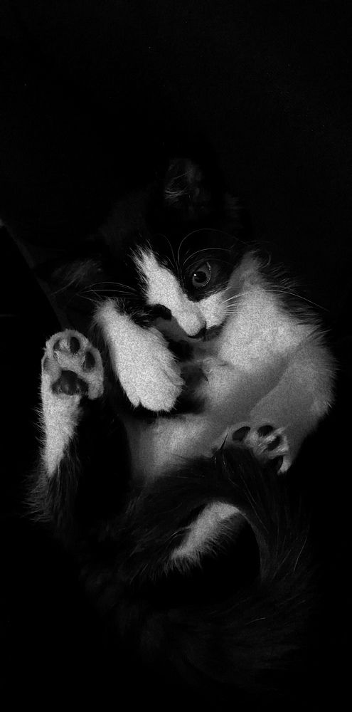 Photo #8768764