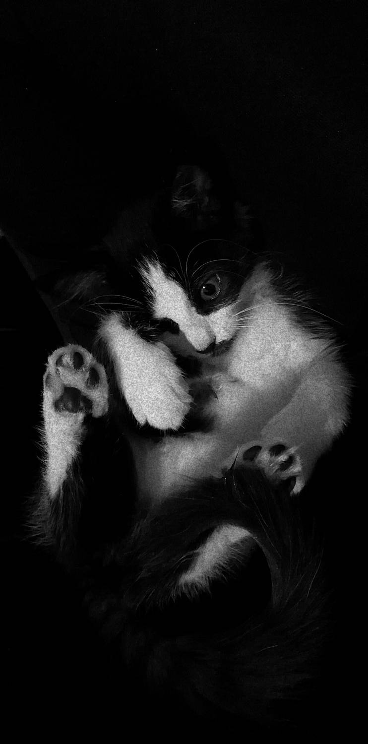 Photo #8768764