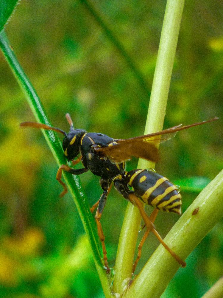 Однажды после дождика