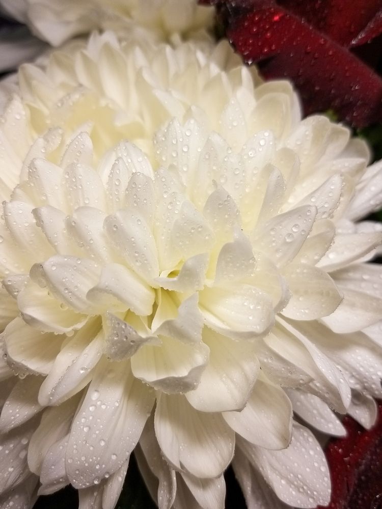 Photograph by Татьяна Гурьянова