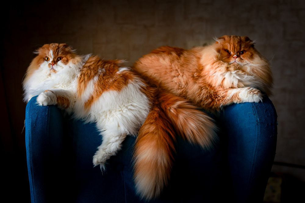 Марс и Манго