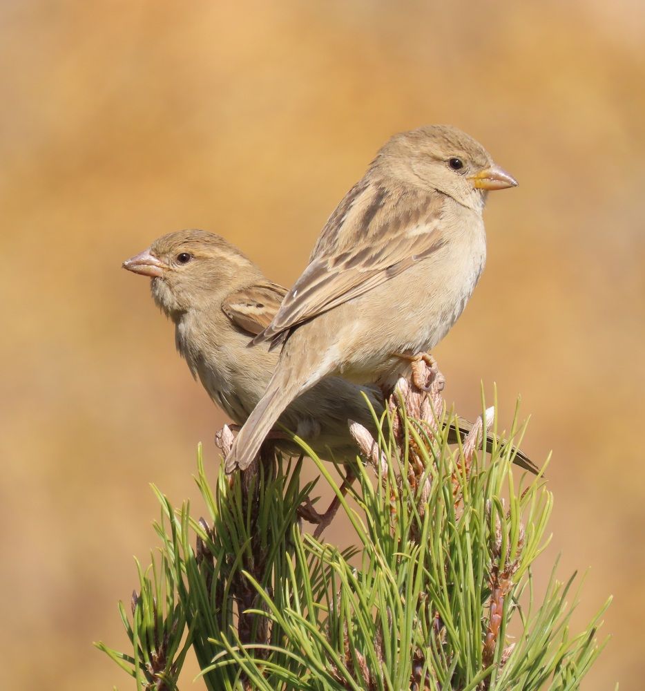 Photograph by mahboube moradalizade