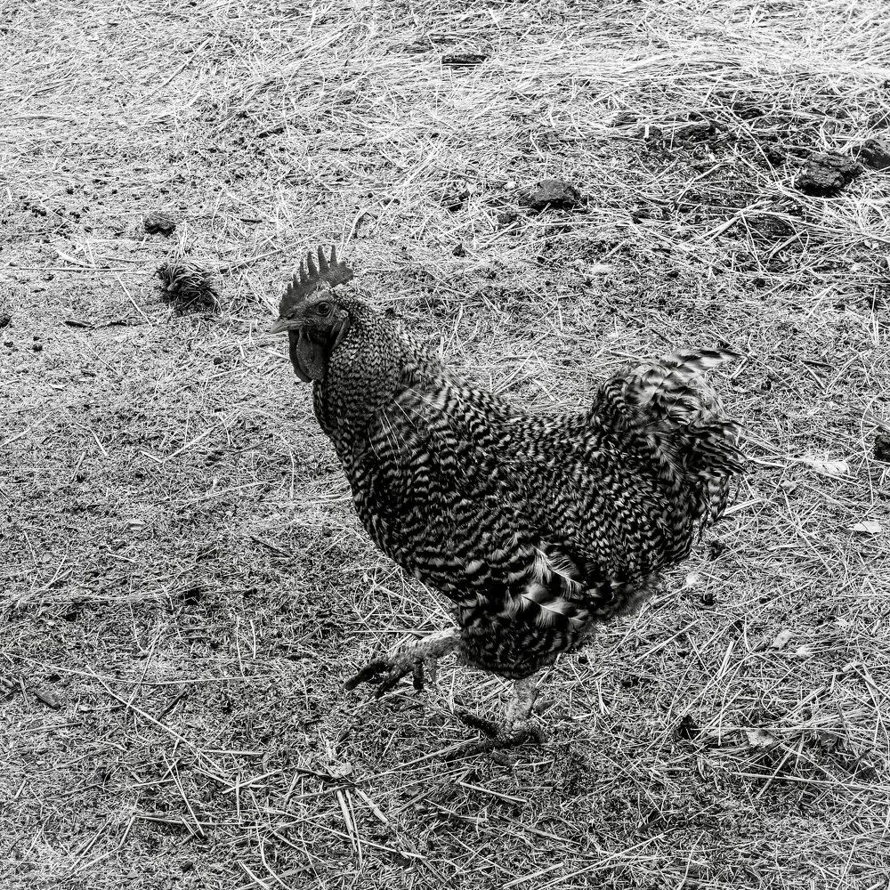 Photograph by Shannon