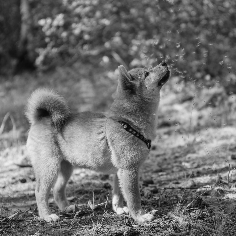 Тополиный пух, жара, июнь